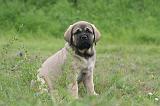 MASTIFF 035